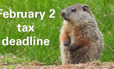 Adorable,baby,groundhog,poses,for,photos,in,a,cemetery